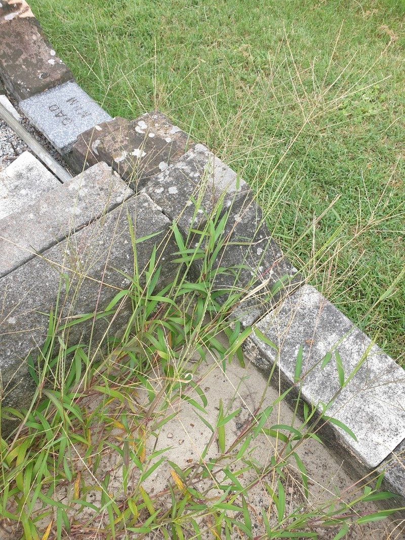 Southern Crabgrass photo 7