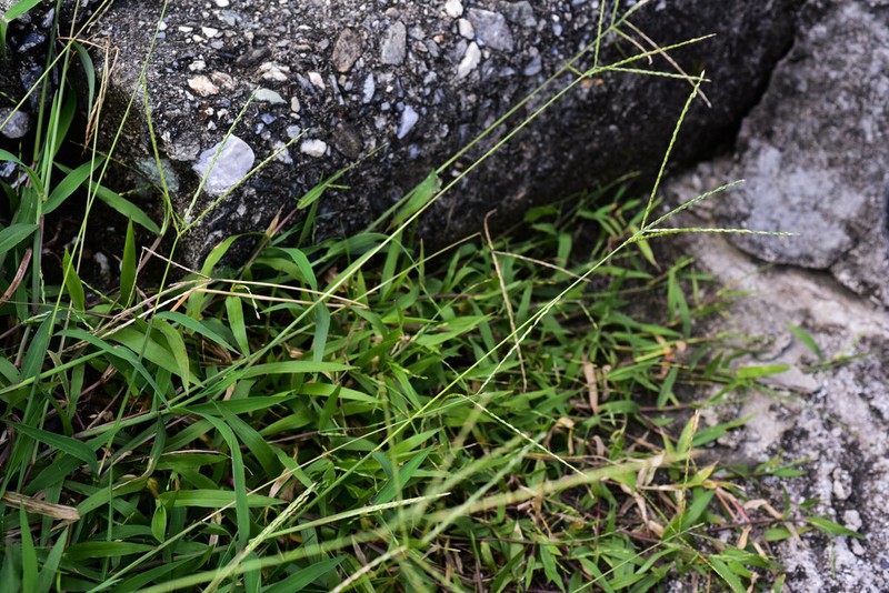 Southern Crabgrass photo 8