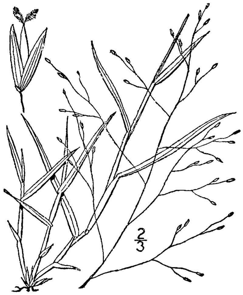 Fall Witchgrass