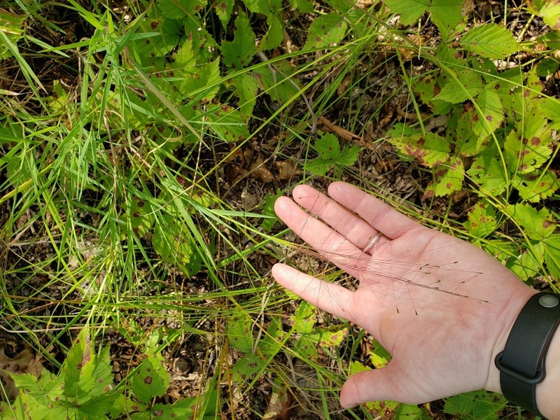 Fall Witchgrass
