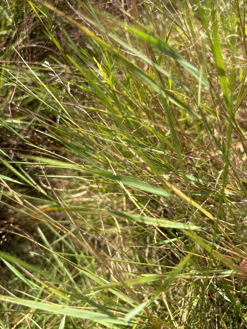 Fall Witchgrass photo 2
