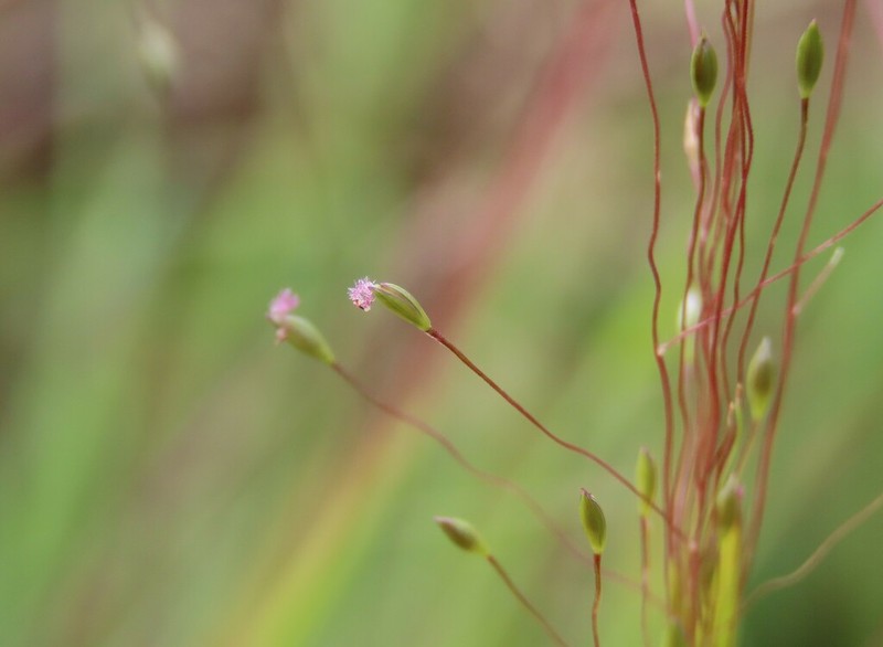 Fall Witchgrass photo 3