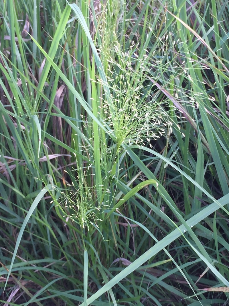 Fall Witchgrass photo 4