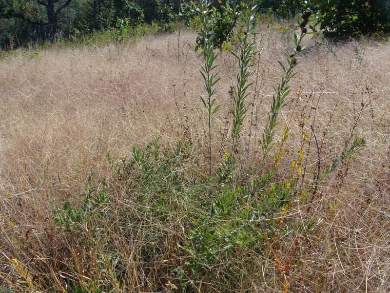 Fall Witchgrass photo 5
