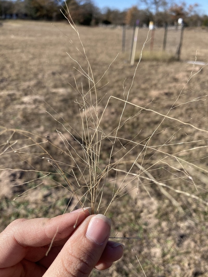 Fall Witchgrass photo 6