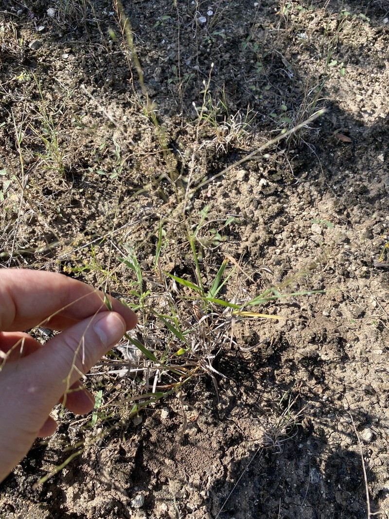 Fall Witchgrass photo 7