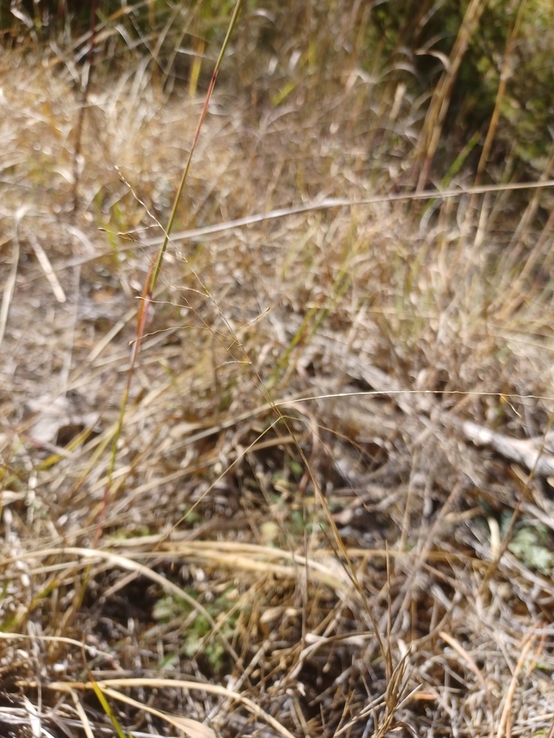 Fall Witchgrass photo 8