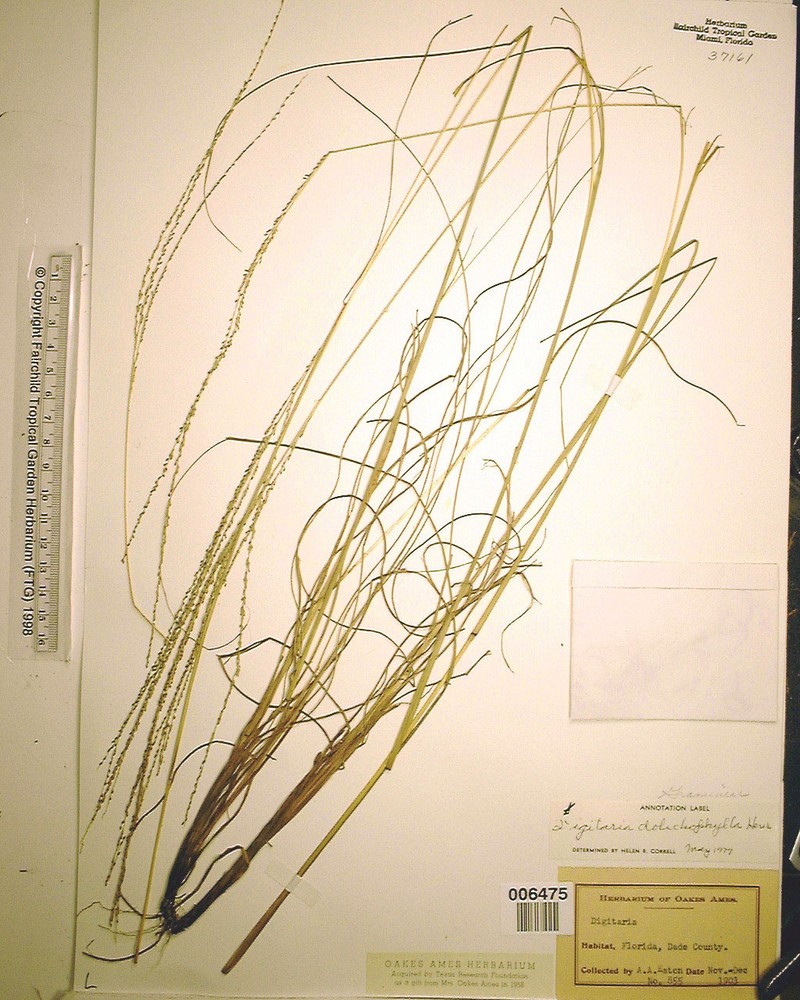 Digitaria dolichophylla