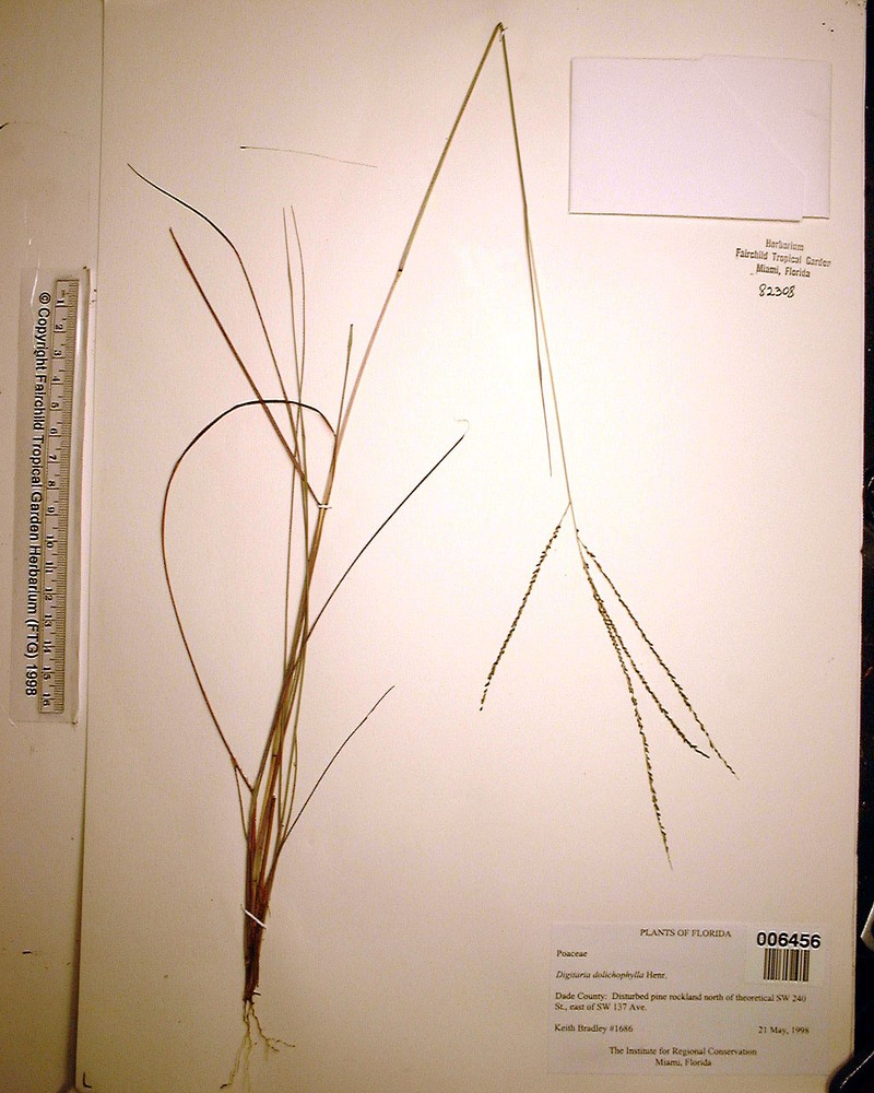 Digitaria dolichophylla photo 2