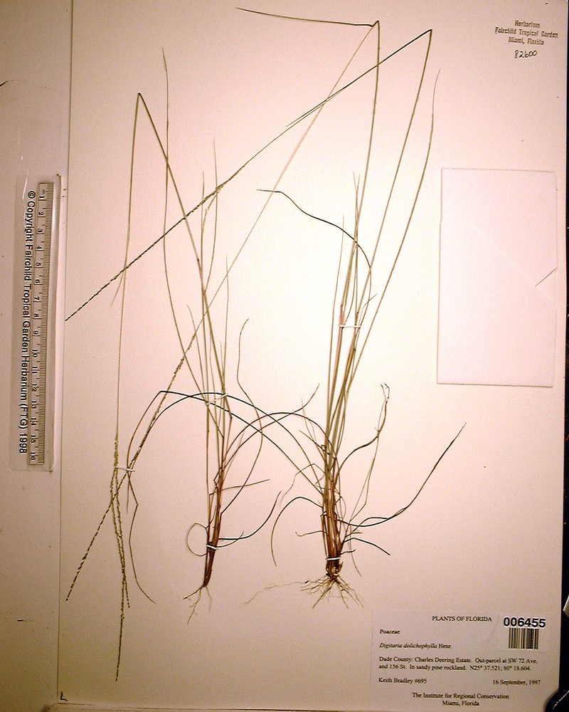 Digitaria dolichophylla photo 3