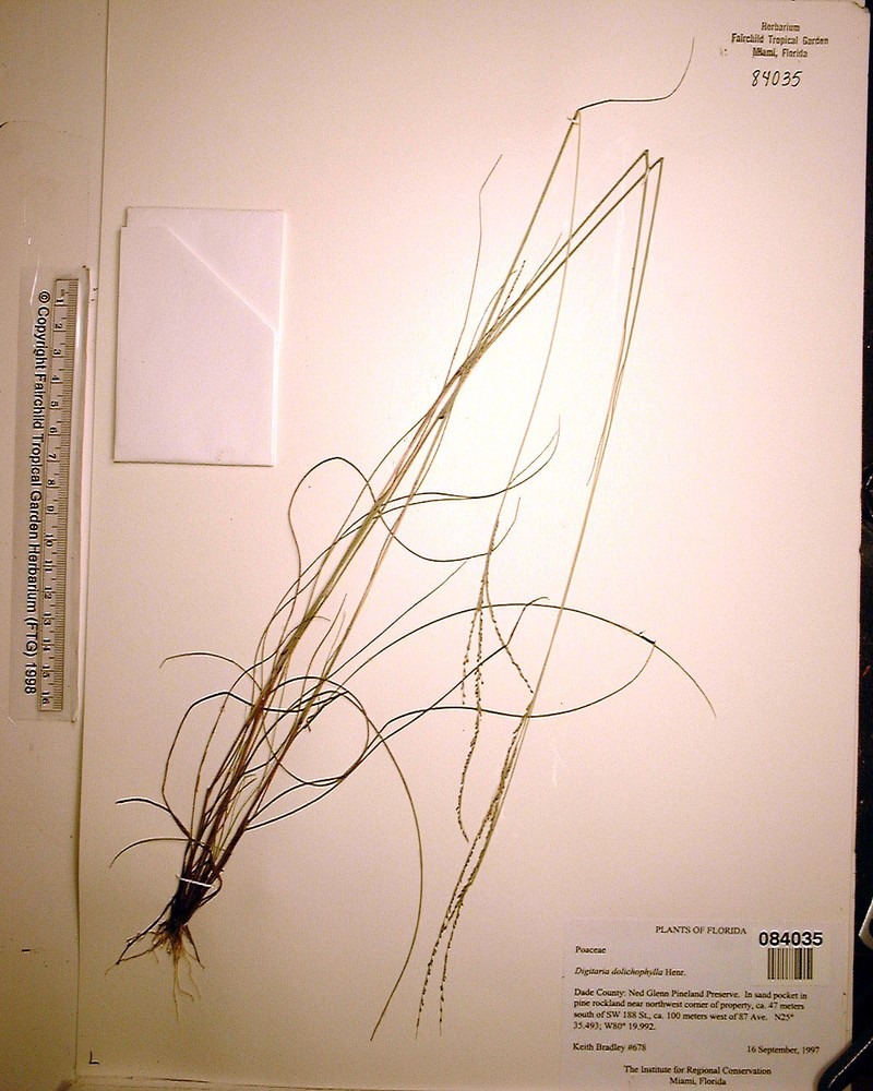 Digitaria dolichophylla photo 4