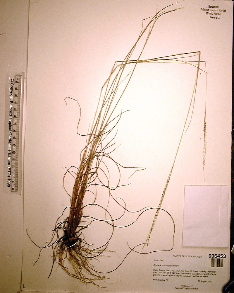 Digitaria dolichophylla photo 6