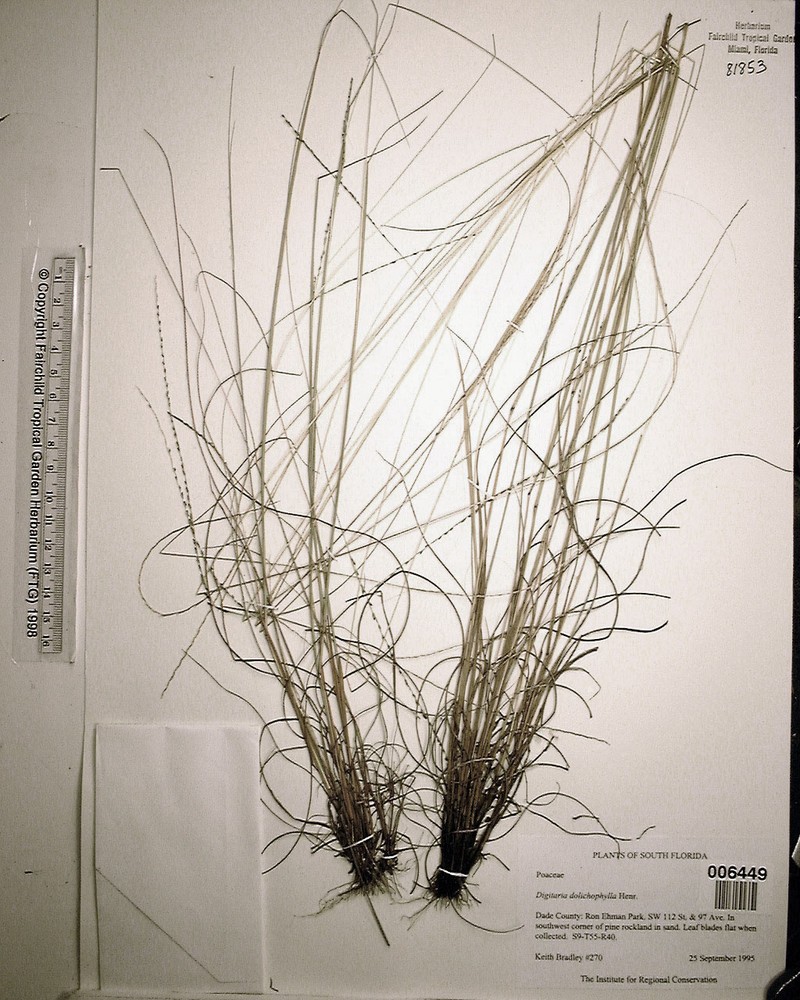 Digitaria dolichophylla photo 7