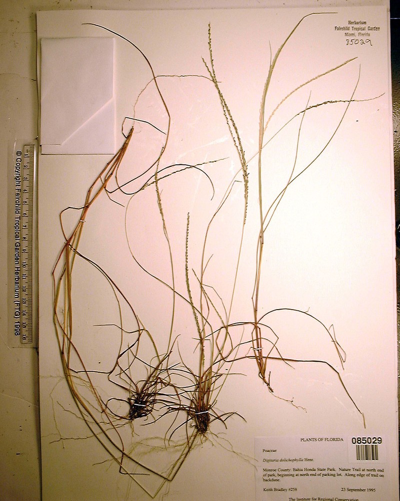 Digitaria dolichophylla photo 8