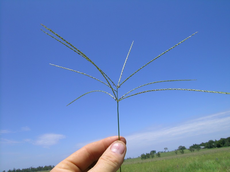 Digitgrass photo 3