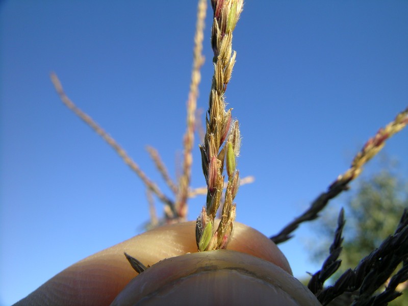 Digitgrass photo 4