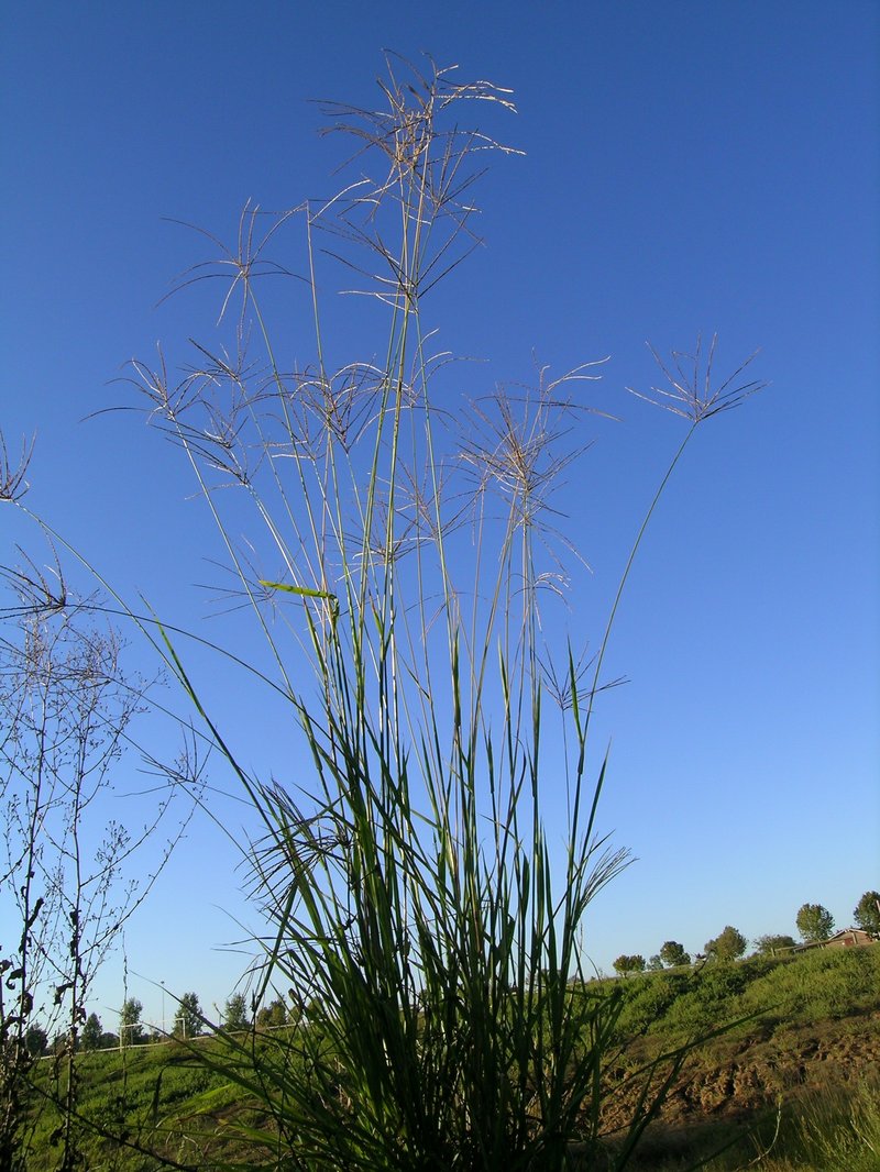 Digitgrass photo 5