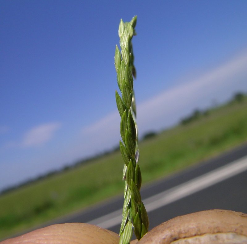 Digitgrass photo 6
