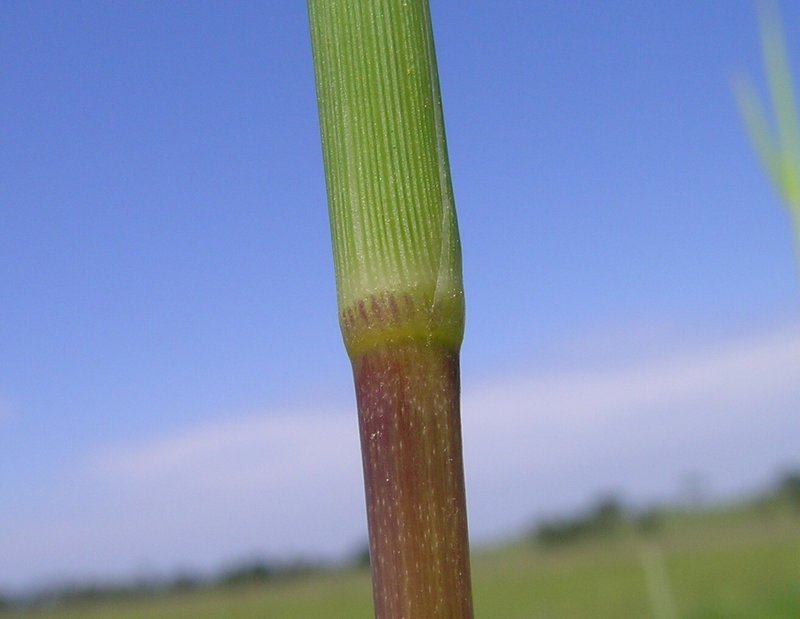 Digitgrass photo 7