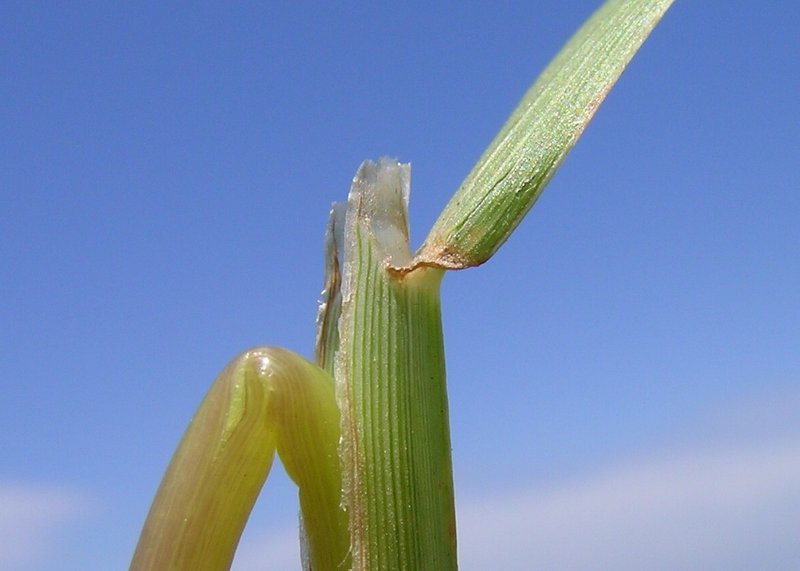 Digitgrass photo 8