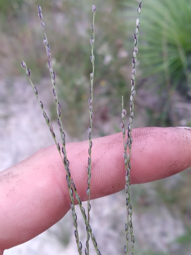 Caribbean Crabgrass