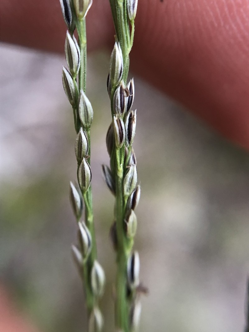 Caribbean Crabgrass photo 2