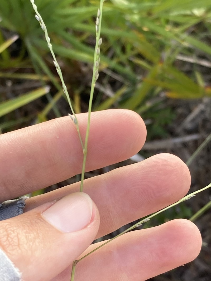 Caribbean Crabgrass photo 3
