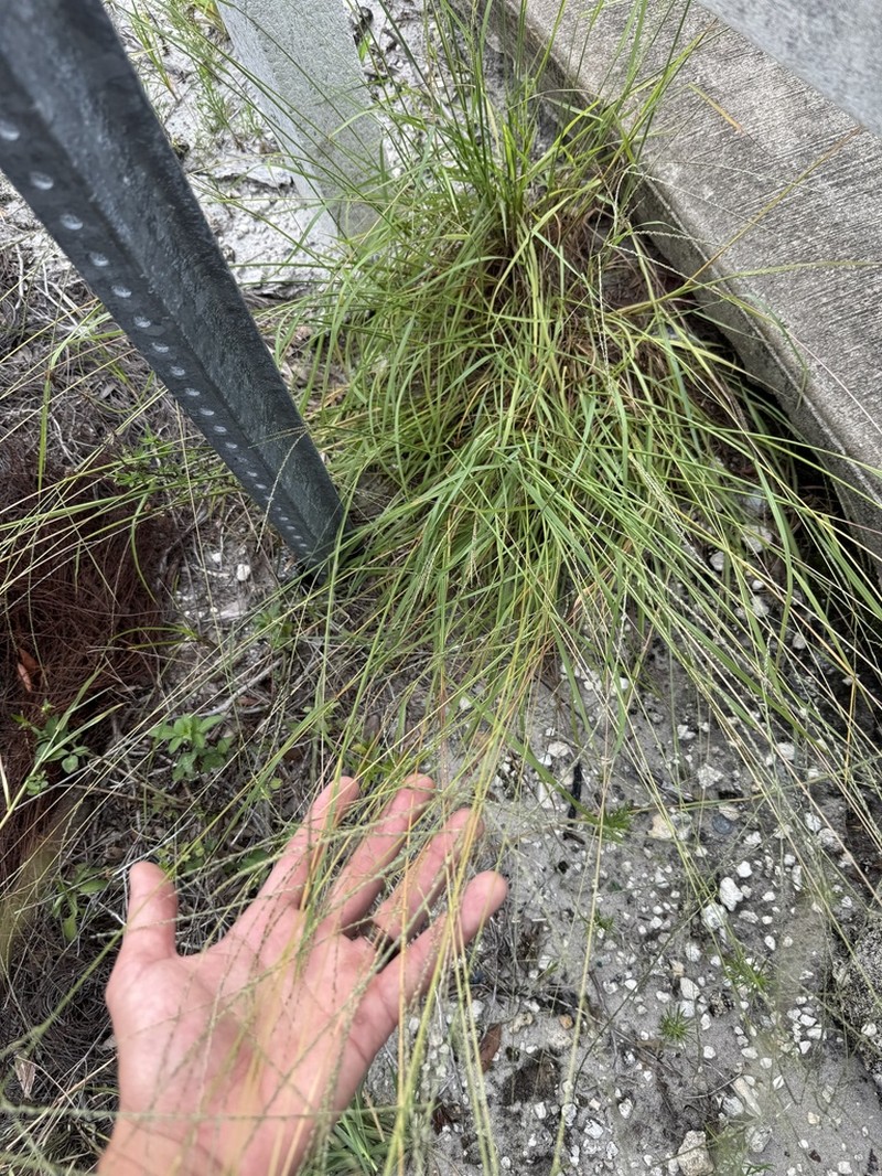 Caribbean Crabgrass photo 4