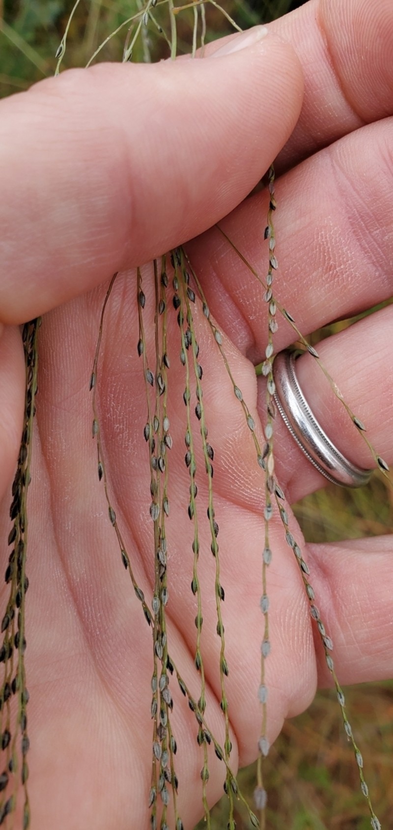 Caribbean Crabgrass photo 5