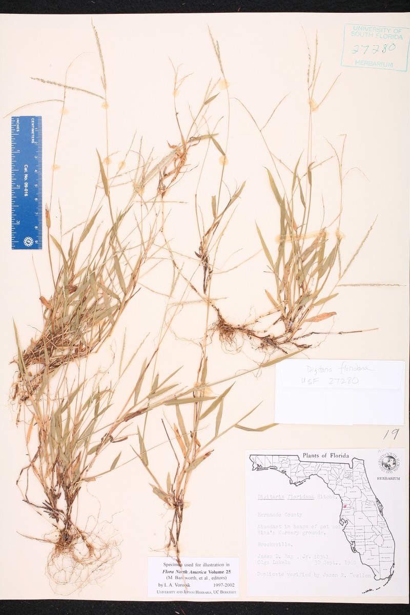Florida Crabgrass
