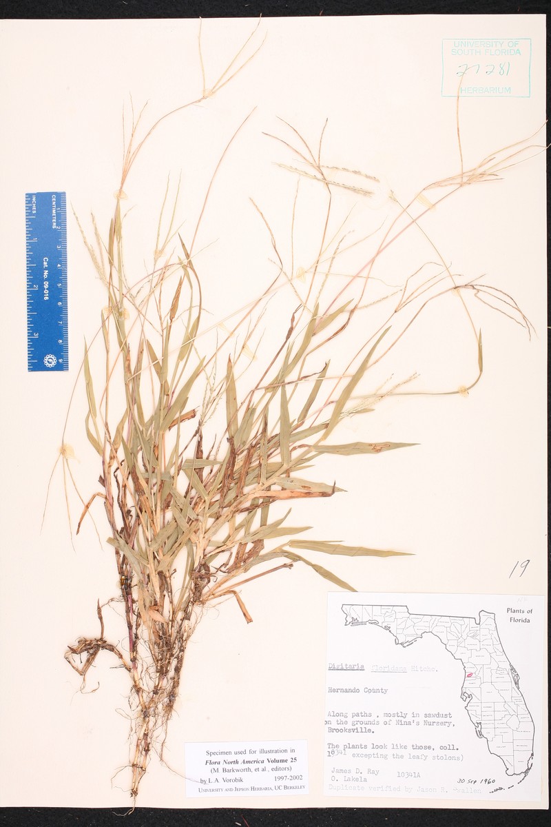 Florida Crabgrass photo 2