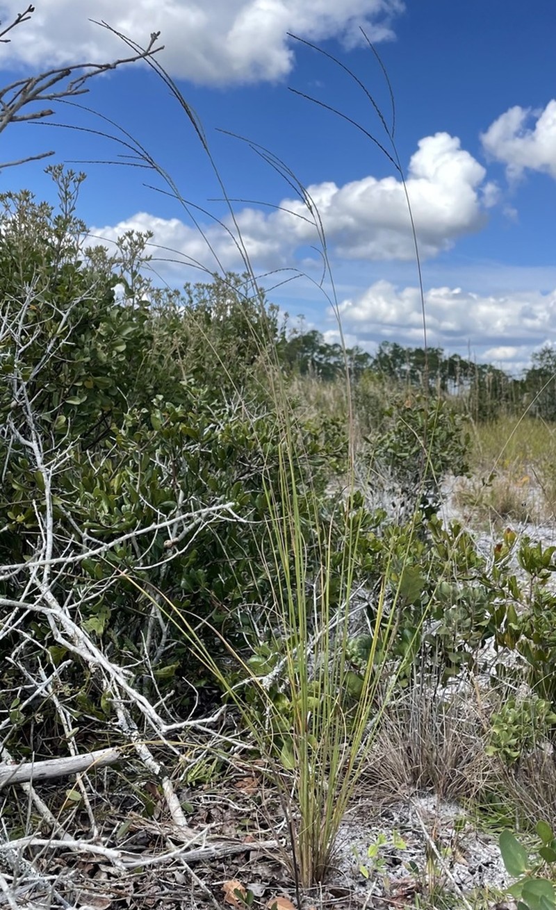 Longleaf Crabgrass