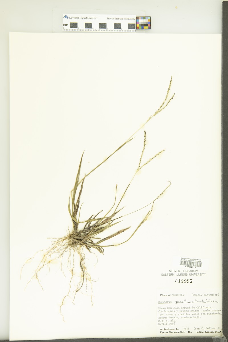 Longleaf Crabgrass photo 4