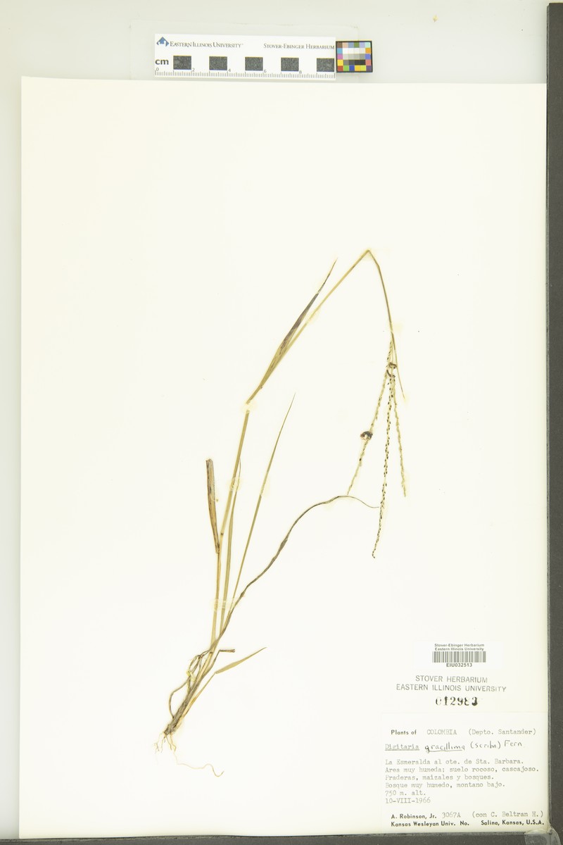 Longleaf Crabgrass photo 5