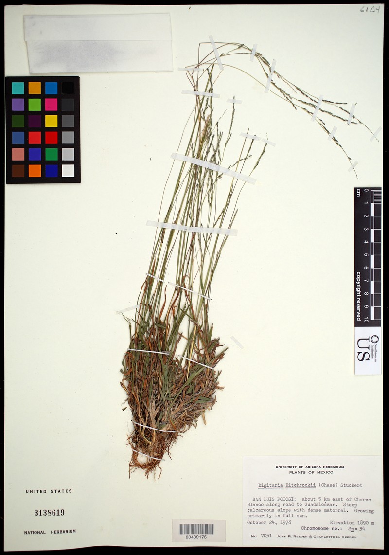 Shortleaf Crabgrass