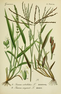 Jamaican Crabgrass