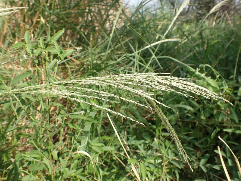 Sourgrass
