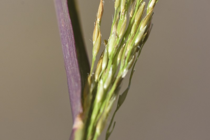 Sourgrass photo 2