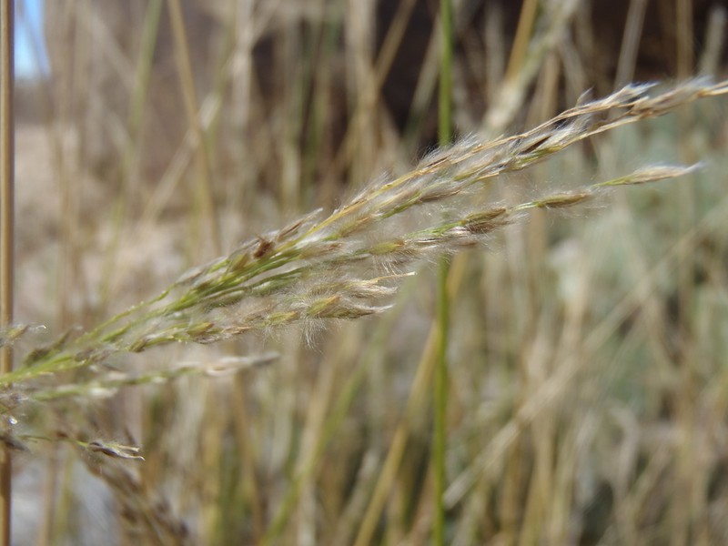 Sourgrass photo 3