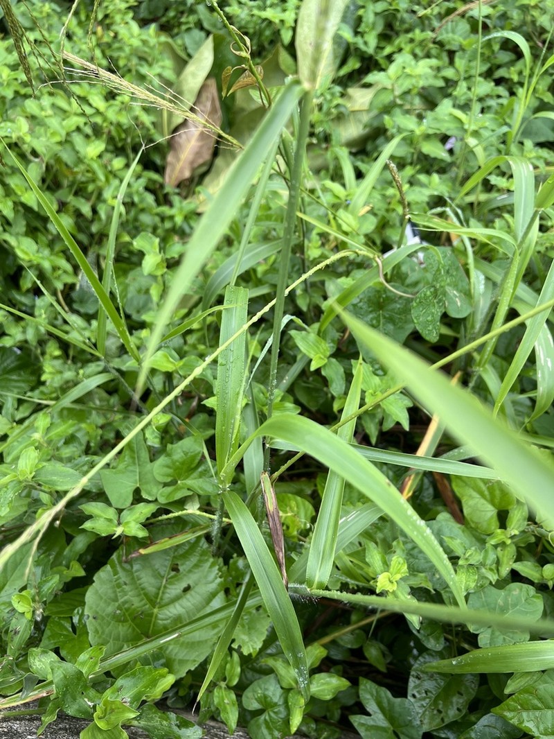 Sourgrass photo 4