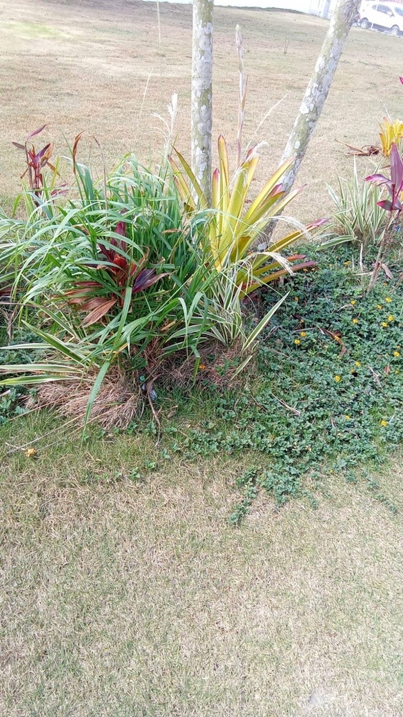 Sourgrass photo 5