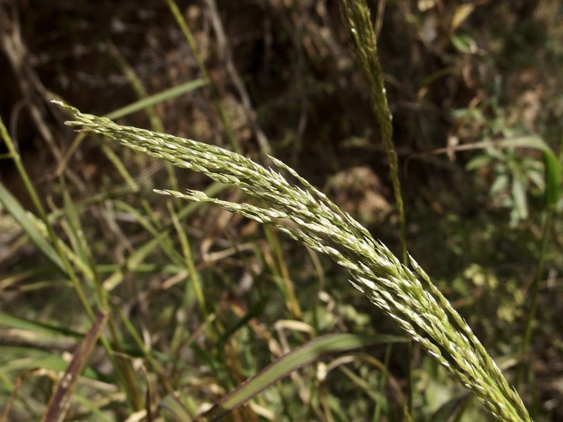Sourgrass photo 6