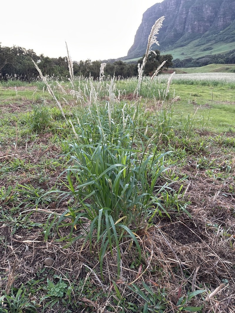 Sourgrass photo 7
