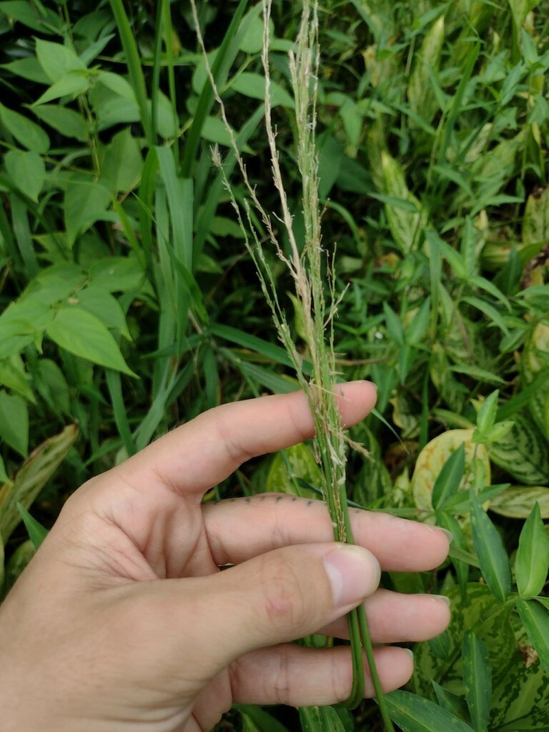 Sourgrass photo 8
