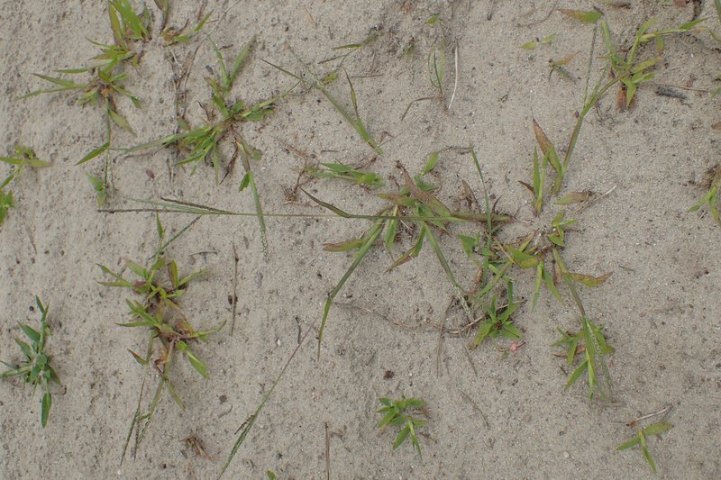 Smooth Crabgrass photo 2