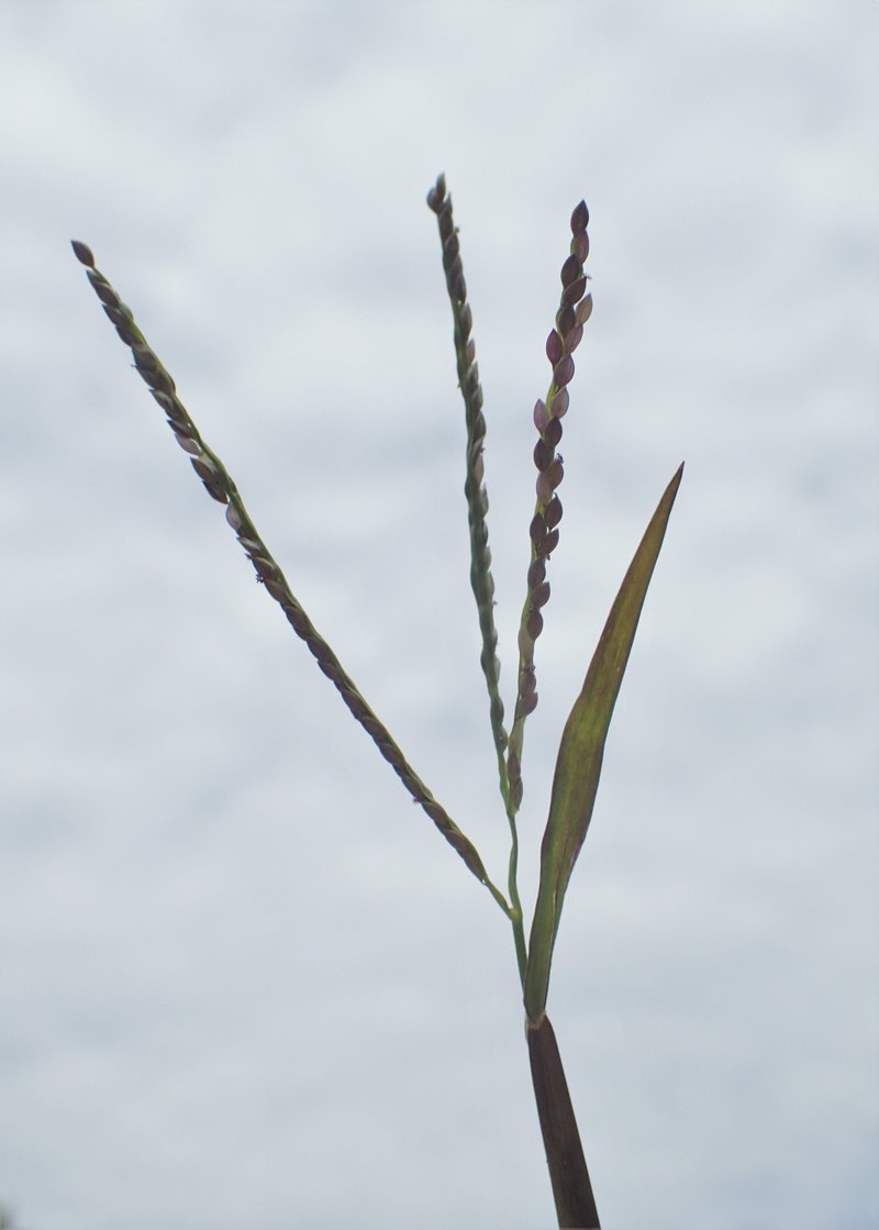 Smooth Crabgrass photo 3