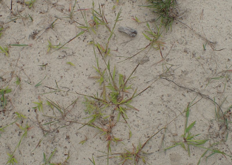Smooth Crabgrass photo 4
