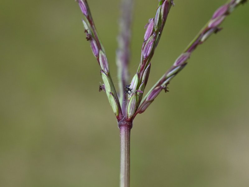 Smooth Crabgrass photo 6