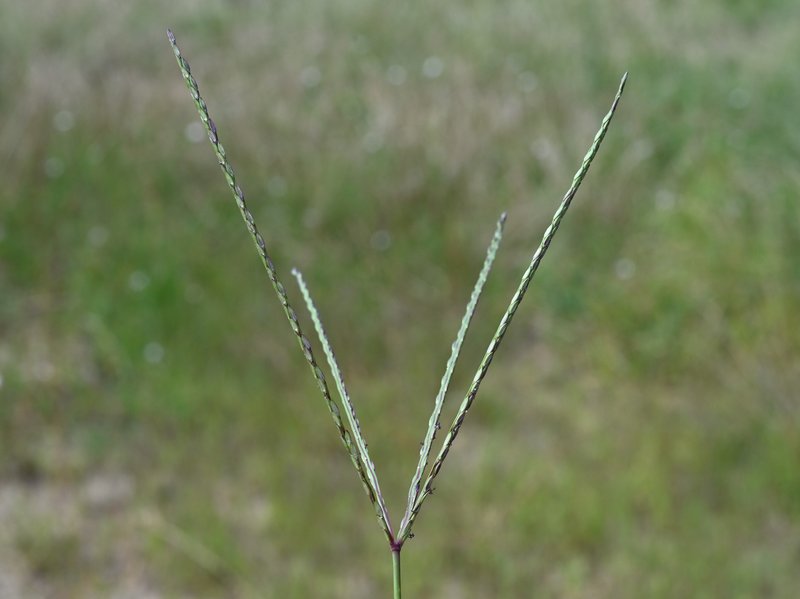 Smooth Crabgrass photo 7