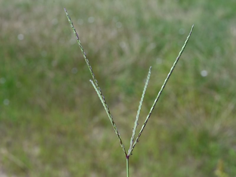 Smooth Crabgrass photo 8